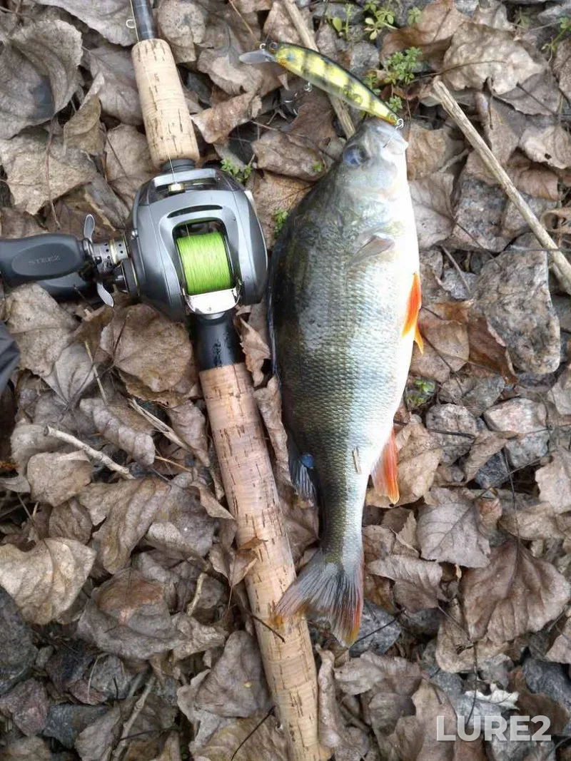 Perch — Orel, Nov 16, 2013, 8:54 AM