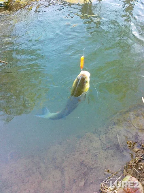 Perch, Roach — Vychulki, Jan 16, 2022