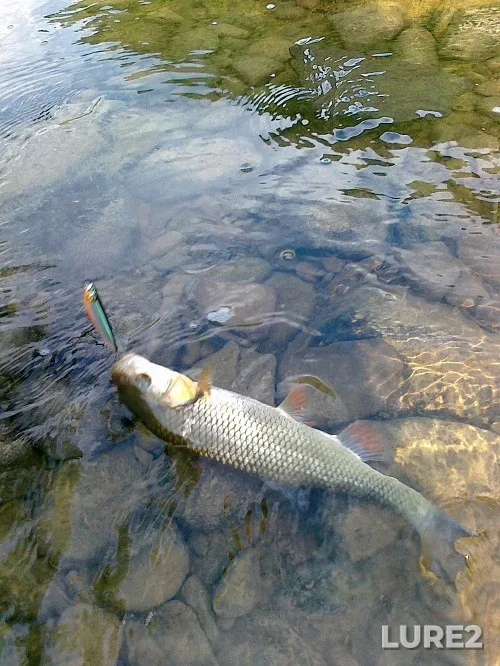 White bream — Lukovskoye, Jan 23, 2022