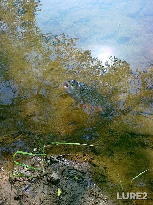Chub — Zakarpatska oblast, May 03, 2012, 10:46 AM