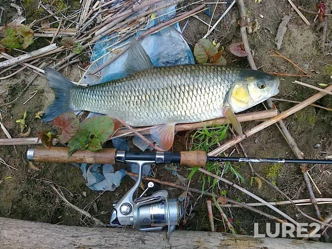 Perch — Mukhavets, Feb 17, 2022