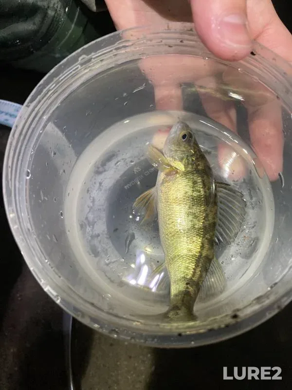 Yellow perch — River Rouge, Jan 06, 2012, 1:02 PM