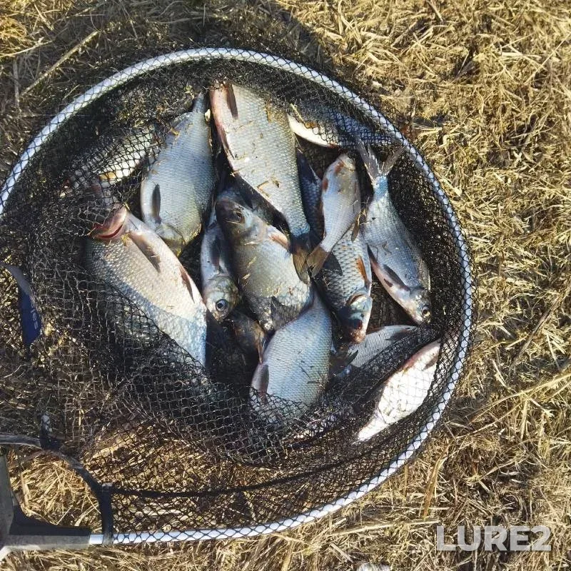 White bream — Mukhavets, Mar 09, 2022
