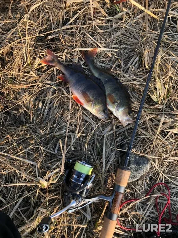 Burbot — Ob, Sep 16, 2020
