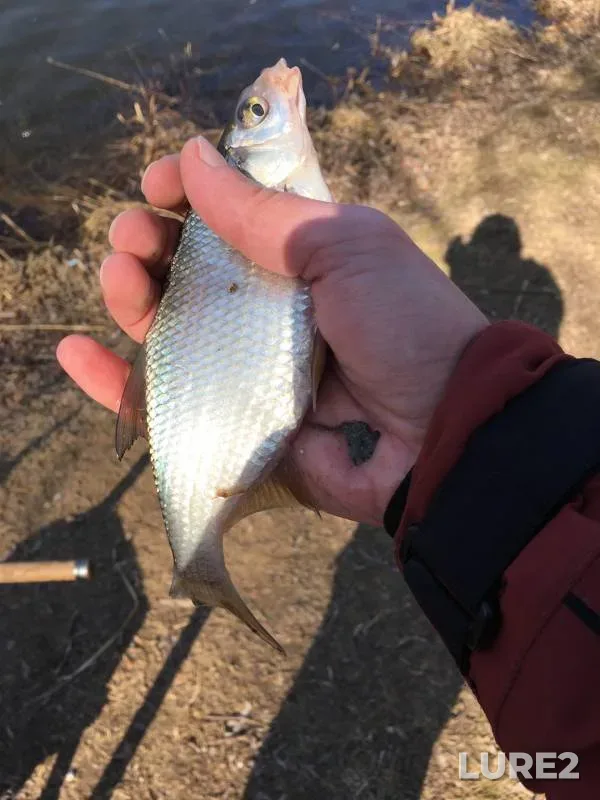 Perch, Pike — Novosibirskaya oblast, Nov 04, 2016