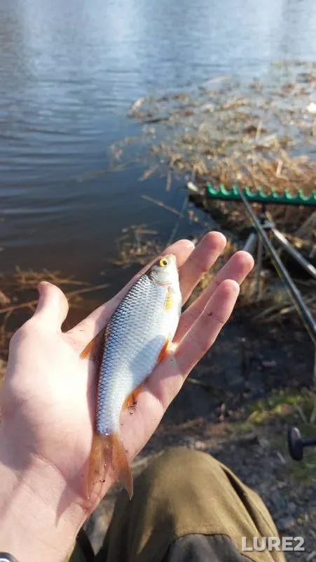 Ide, White bream — Inya, Jun 13, 2010