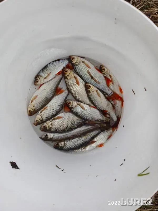 Roach — Malyye Soi, Mar 26, 2022