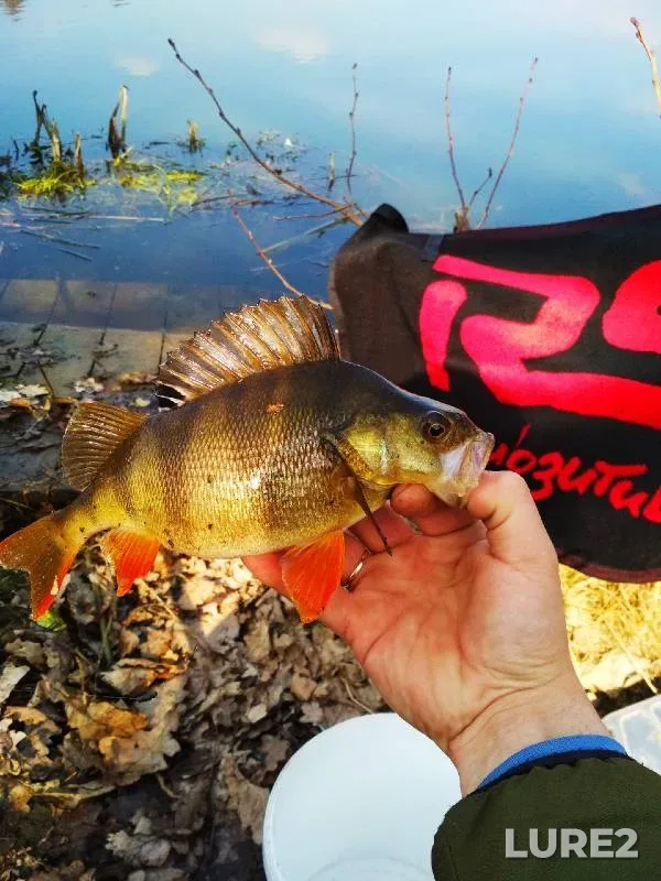 Perch — Kemerovskaya oblast, Jun 03, 2018