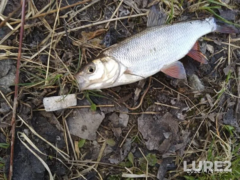 Chub — Malyye Soi, Apr 08, 2022