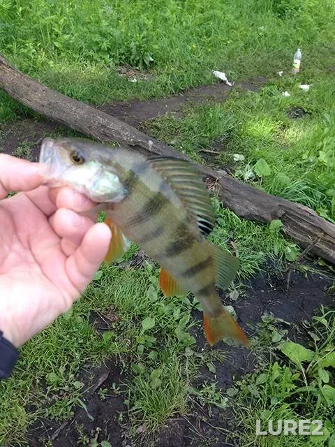 Perch — Kemerovskaya oblast, Jun 17, 2018