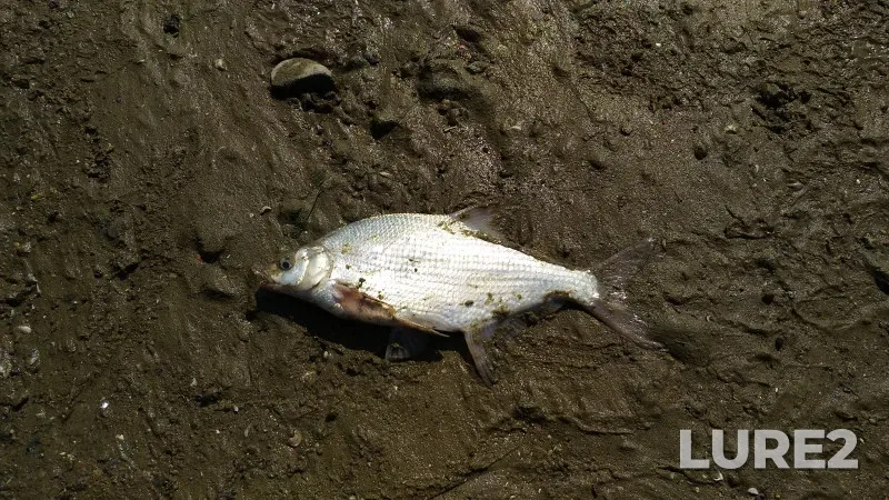 Crucian carp, Tench — Krinitsa, May 04, 2021