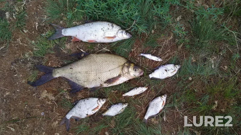 Bream — Vyacha, May 10, 2021