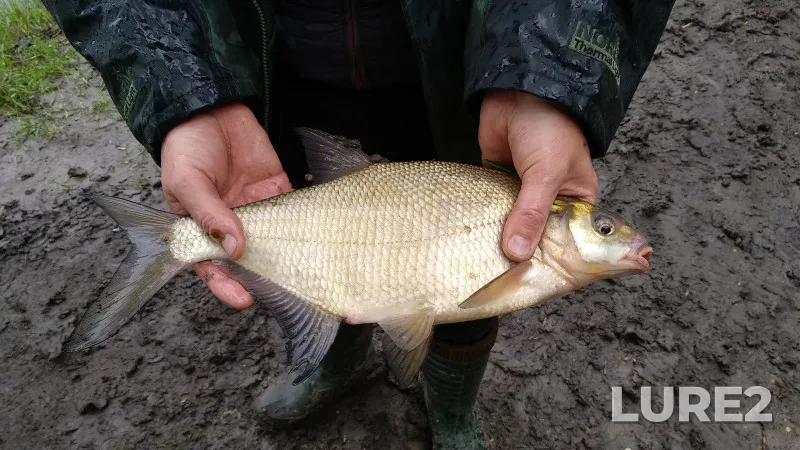 Bream — Krinitsa, May 12, 2021