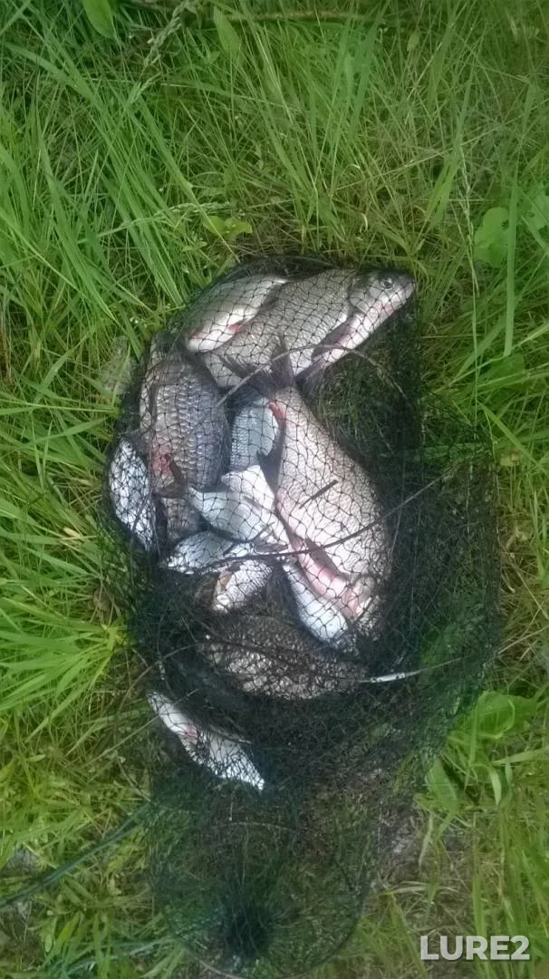 Bream, Crucian carp — Sіverskiy Donets / Severskiy Donets, May 14, 2017