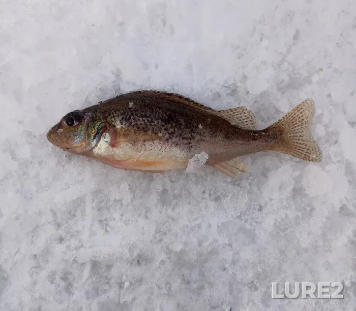 Ruffe — Kharkіvska oblast, Feb 02, 2022, 12:16 PM