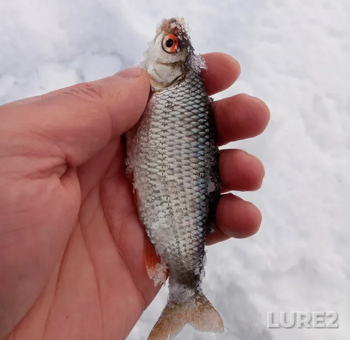 Roach — Kharkіvska oblast, Feb 02, 2022, 10:07 AM