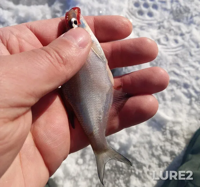 White bream — Kharkіvska oblast, Feb 13, 2022, 9:56 AM