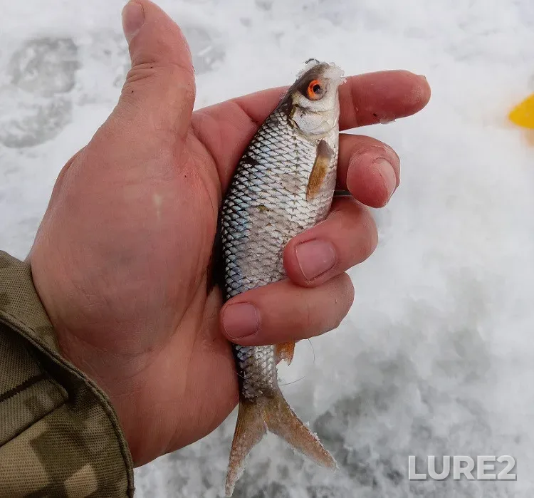 Bream, Roach — Oksna, Aug 09, 2021