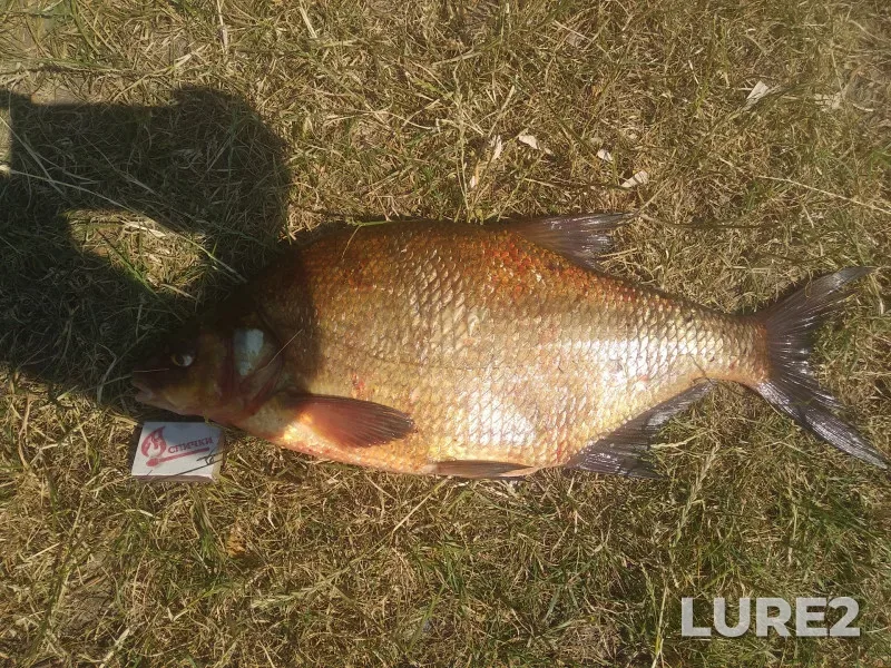 Bream — Khrennikovskoye, Jul 07, 2019, 12:13 PM