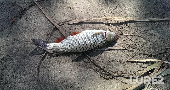Pike — Kashlam, Mar 28, 2010