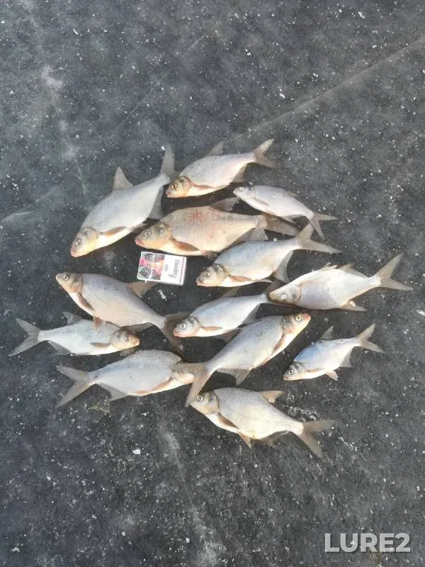 Bream — Kroman, Jan 10, 2022