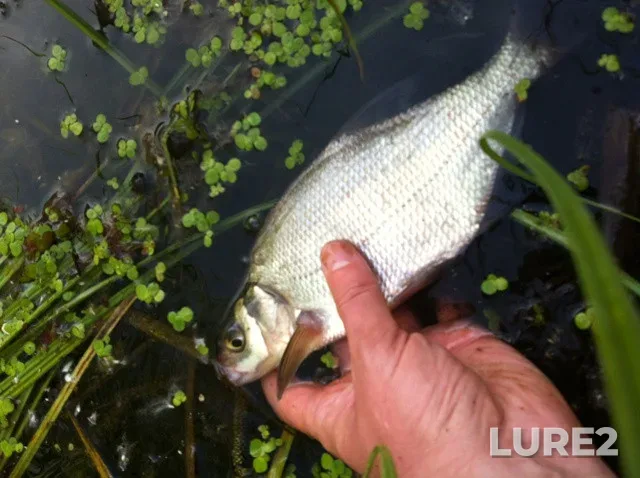 Bream, Roach — Usyazha, Jan 19, 2022