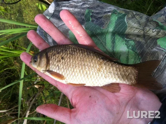 Perch, Roach — Mukhavets, Feb 27, 2022