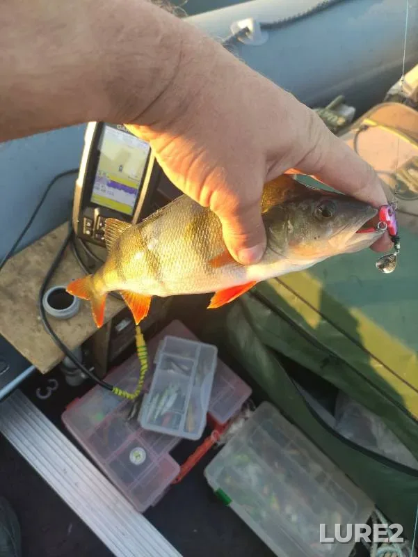 Crucian carp — Bolshoy Barlak, Jun 05, 2010