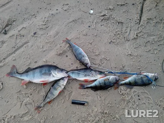 Bream, Roach — Zaslavskoye, Dec 29, 2021