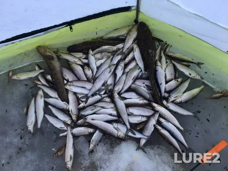 Burbot — Lovozero, Nov 28, 2018