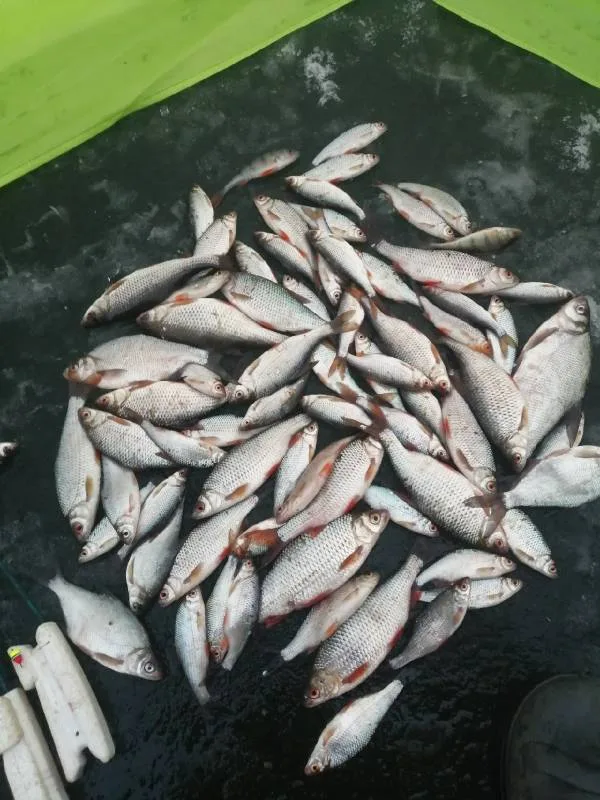 Лещ, Окунь