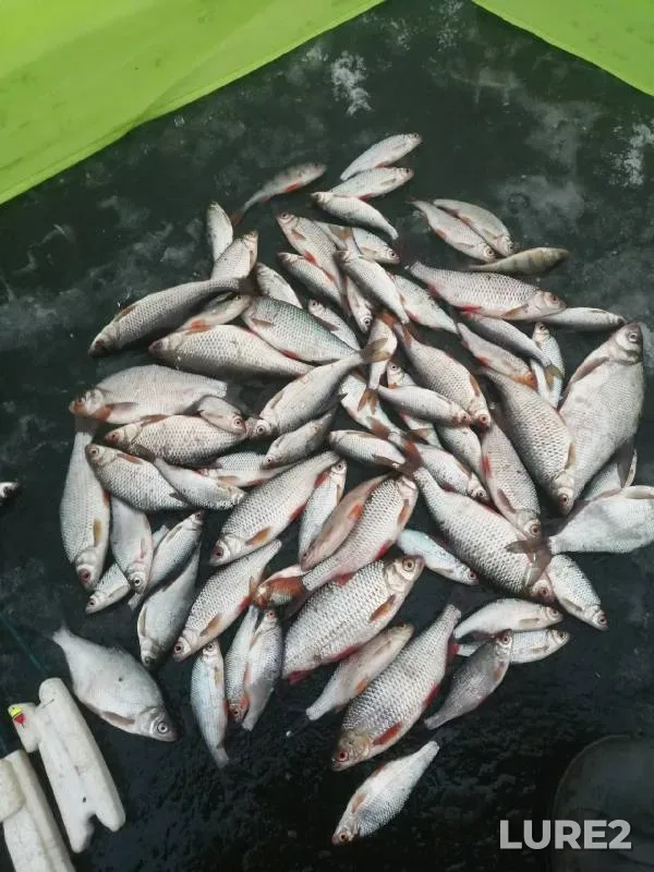 Bream, Perch — Zaslavskoye, Jan 06, 2022