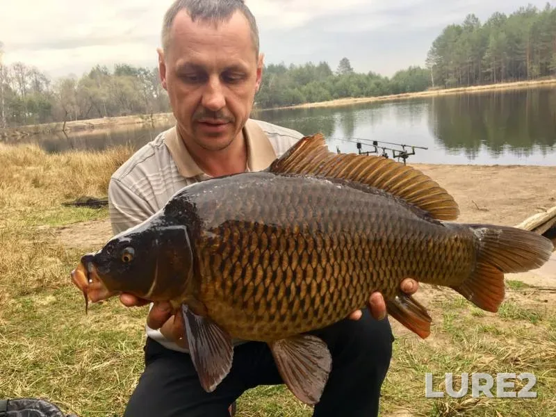 Carp — Zhitomirska oblast, Apr 09, 2019, 8:48 AM