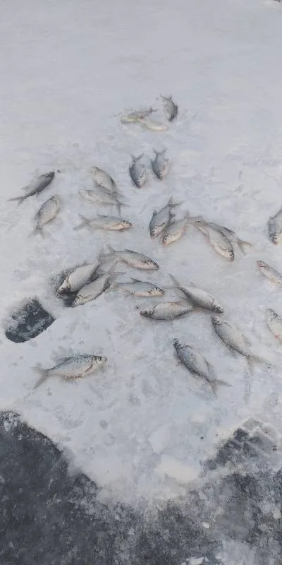Густера