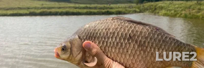 Pike, Roach — Vileyskoye, Feb 06, 2022