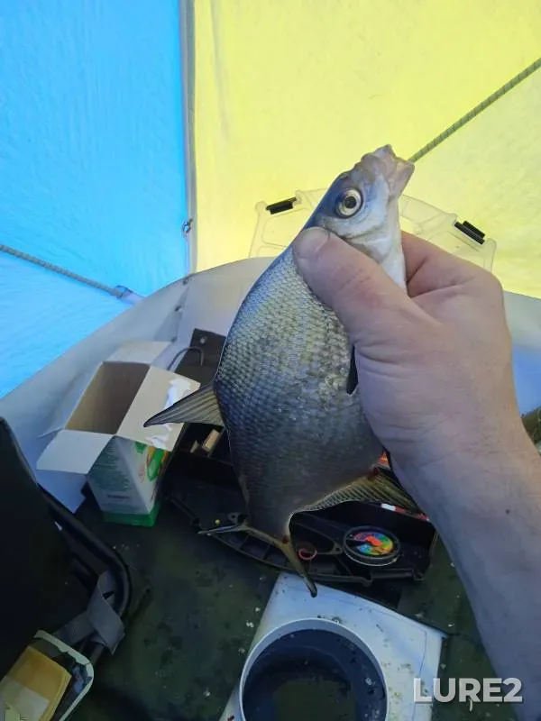 Bream — Selyava, Feb 21, 2022