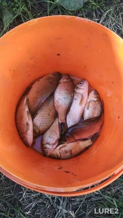 Perch — Usyazha, Apr 12, 2021