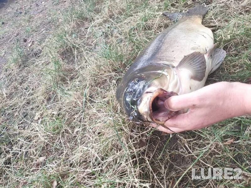 Bream, Perch — Gat, Jul 20, 2021