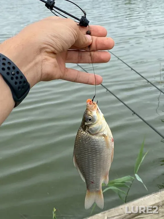 Bream — Lokhozva, Aug 03, 2021