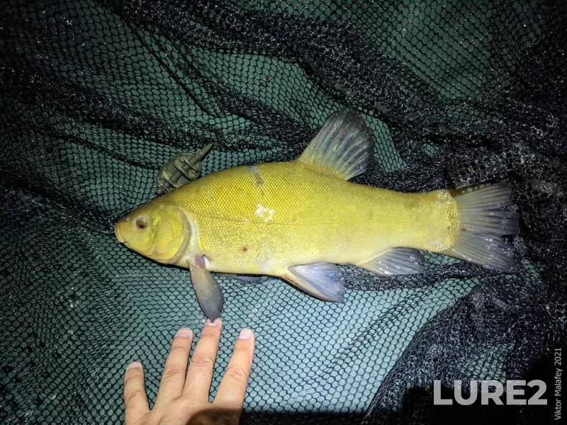 Bream, White bream — Mukhavets, Jun 07, 2021