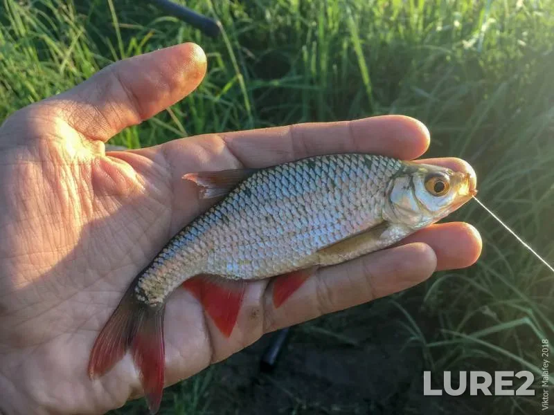 Perch — Mukhavets, Apr 05, 2022