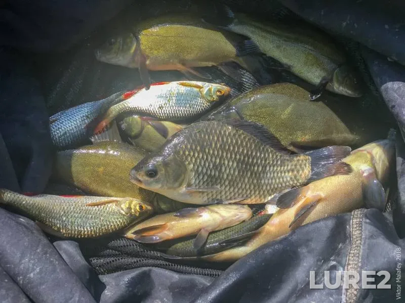Crucian carp, Rudd — Rіvnenska oblast, Jun 02, 2018