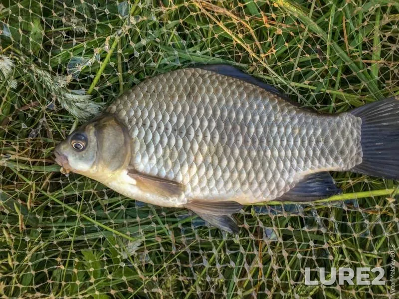 Perch — Novosibirskaya oblast, Nov 22, 2020
