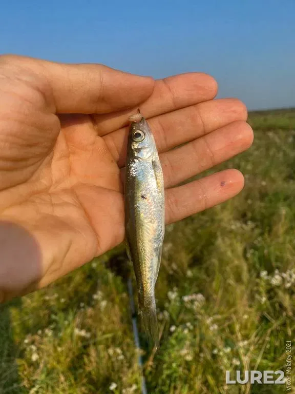 Bleak — Rіvnenska oblast, Aug 15, 2021, 8:24 AM