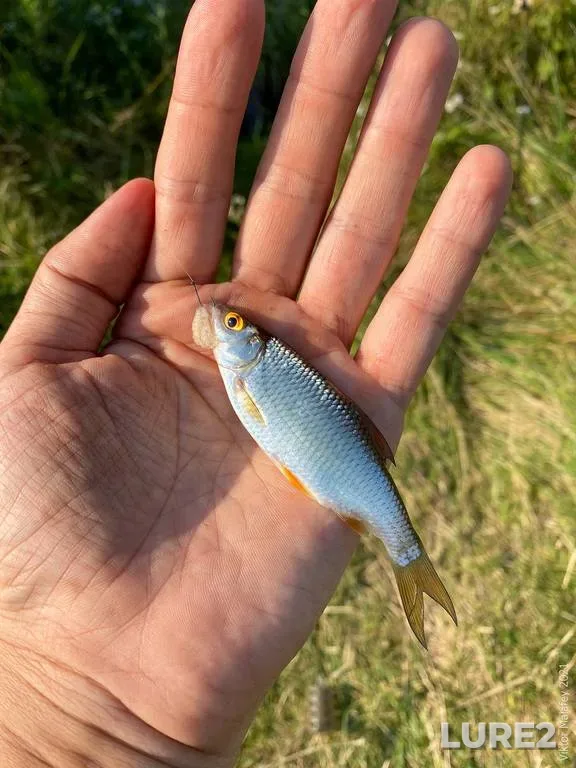 Pike — Korgovitsa, Jun 21, 2019