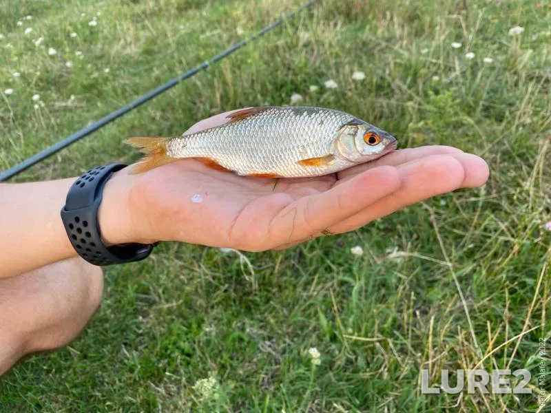 Pike — Korgovitsa, Jun 21, 2019