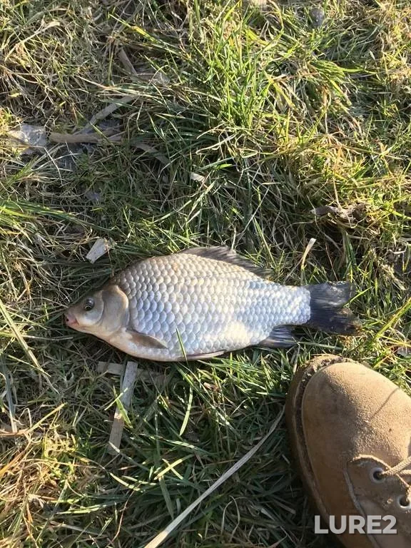 Crucian carp — Rіvnenska oblast, Apr 05, 2020, 6:43 PM