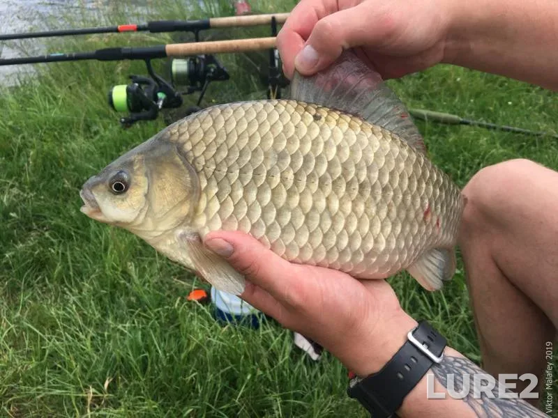 Crucian carp — Lvіvska oblast, Jun 07, 2019, 2:06 PM