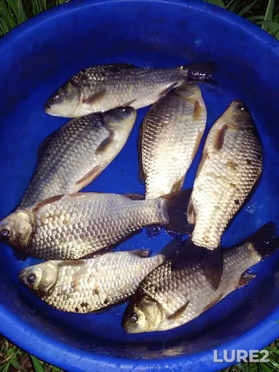 Pike — Korgovitsa, Jun 21, 2019