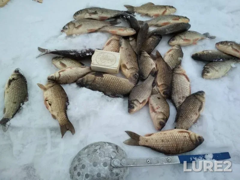 Rainbow trout — Novosibirskaya oblast, Jan 13, 2019